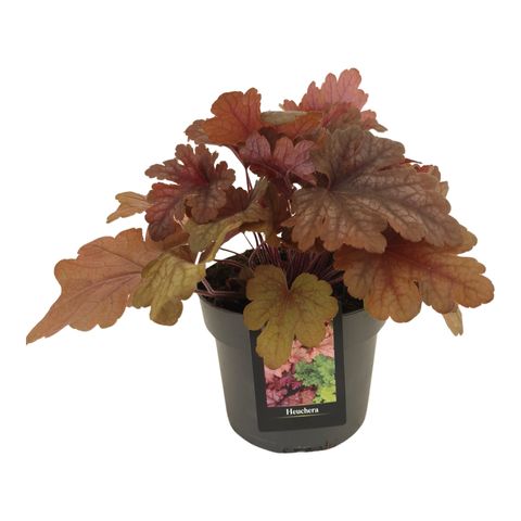 x Heucherella 'Mojito'