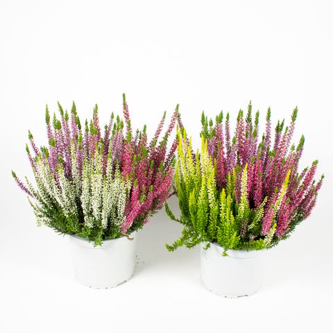Calluna vulgaris BEAUTY LADIES MIX IN POT