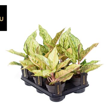 Aglaonema 'Green Surprise'