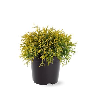 Chamaecyparis pisifera 'Filifera Aurea'