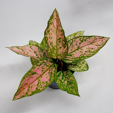 Aglaonema 'Hawkeye'