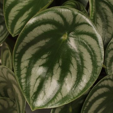 Peperomia argyreia