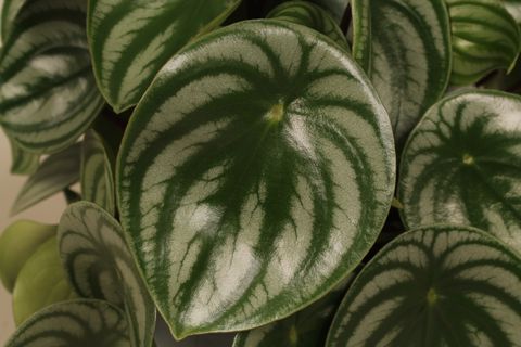 Peperomia argyreia