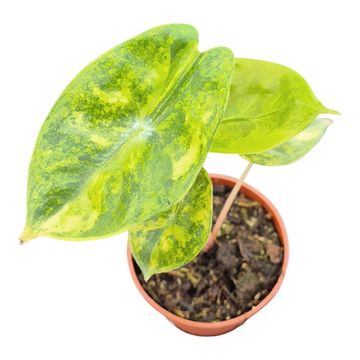 Alocasia 'Pink Dragon Variegata'