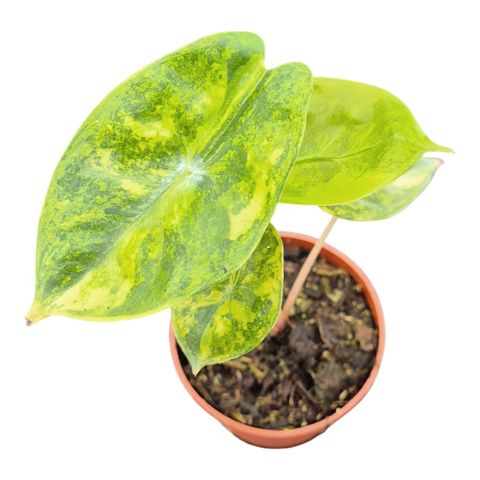 Alocasia 'Pink Dragon Variegata'