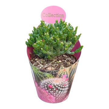 Euphorbia enopla 'Corallina'