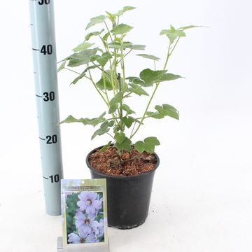 Lavatera 'Lilac Lady'