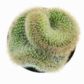 Mammillaria ernestii cristata