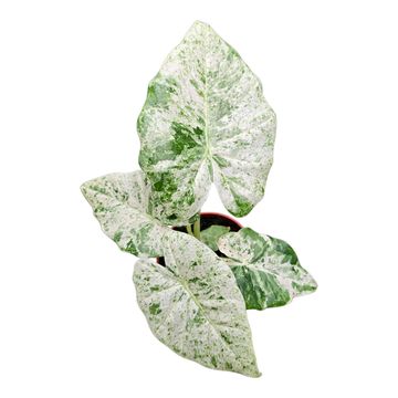 Alocasia odora 'Batik Variegata'