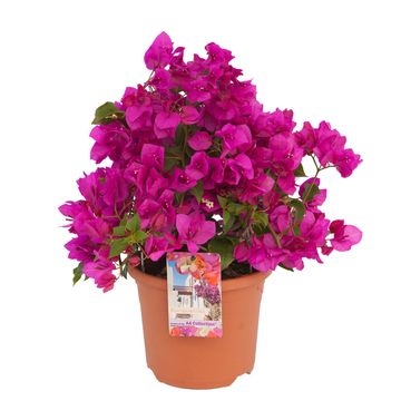 Bougainvillea glabra 'Sanderiana'