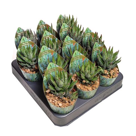 Haworthia 'Superfasciata'