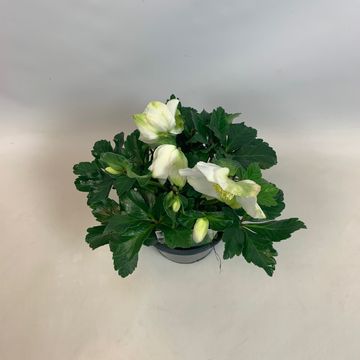 Helleborus niger 'Christmas Carol'