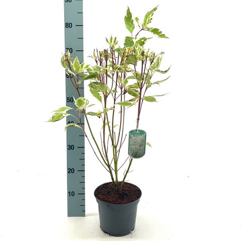 Cornus alba 'Элегантиссима'