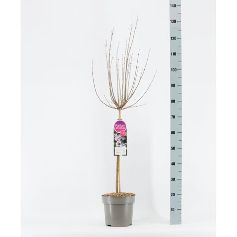 Syringa meyeri FLOWERFESTA WHITE