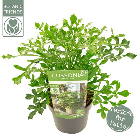 Cussonia spicata 'Cussonic'