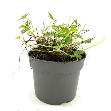 Geranium x oxonianum 'Rose Clair'