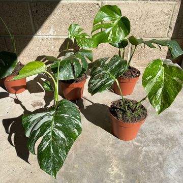 Monstera deliciosa 'Variegata'