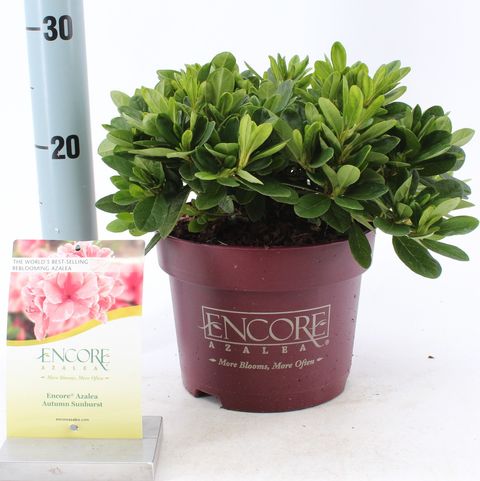 Rhododendron ENCORE SUNBURST