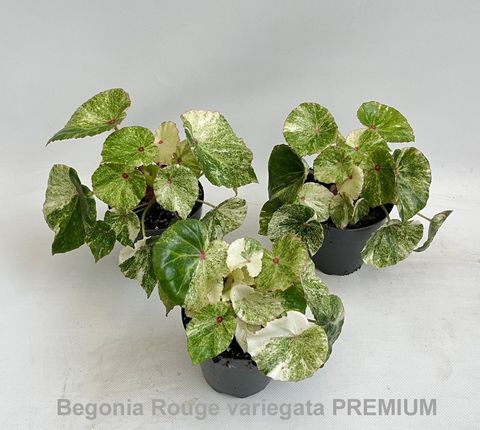 Begonia 'Rouge Variegata Premium'