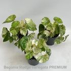 Begonia 'Rouge Variegata Premium'