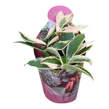 Hoya carnosa 'Variegata'