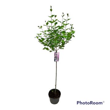 Syringa meyeri 'Palibin'