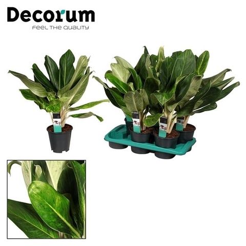Aglaonema 'King of Siam'