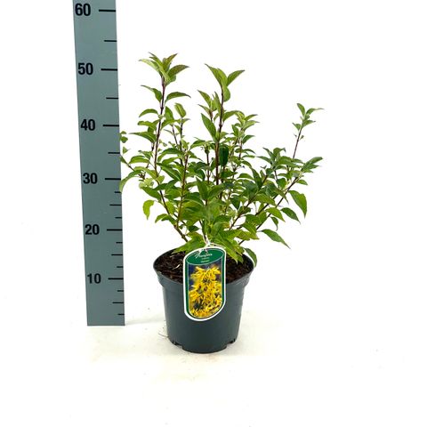 Forsythia viridissima 'Kumson'