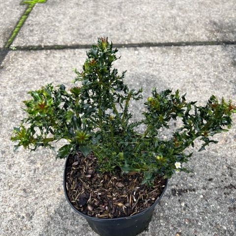 Ilex x meserveae 'Horstmann Mini'