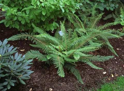 Polystichum setiferum