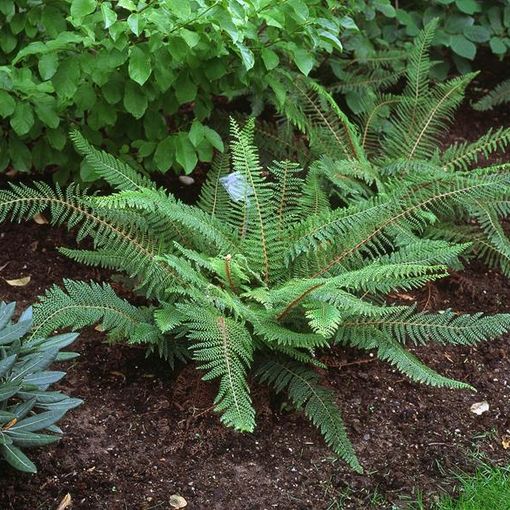 Polystichum setiferum