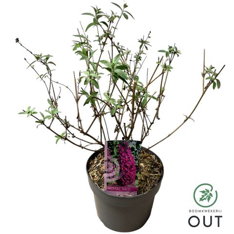 Buddleja davidii 'Royal Red'