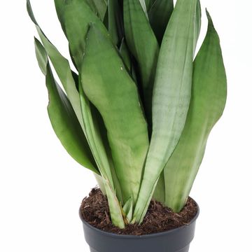 Sansevieria trifasciata 'Moonshine'