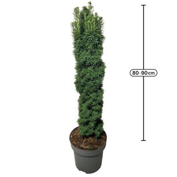 Taxus baccata 'David'