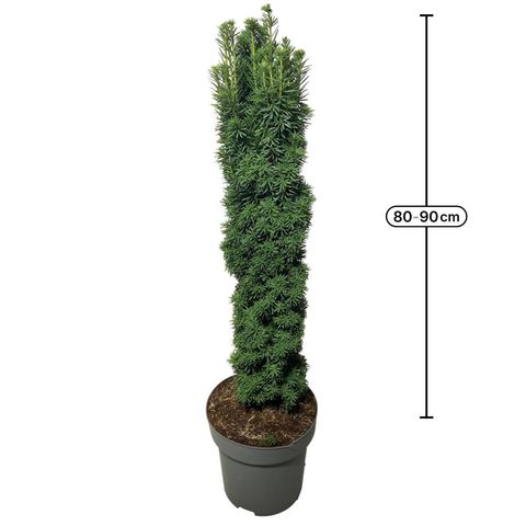 Taxus baccata 'David'
