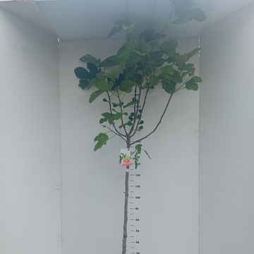 Ficus carica