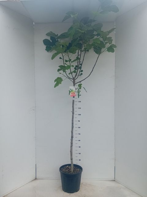 Ficus carica