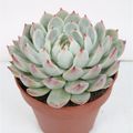 Echeveria chihuahuaensis