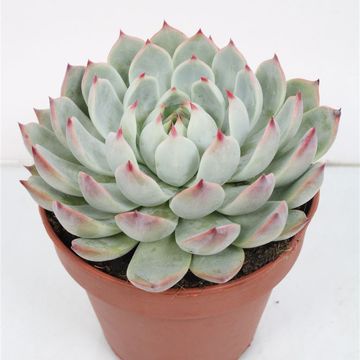 Echeveria chihuahuaensis