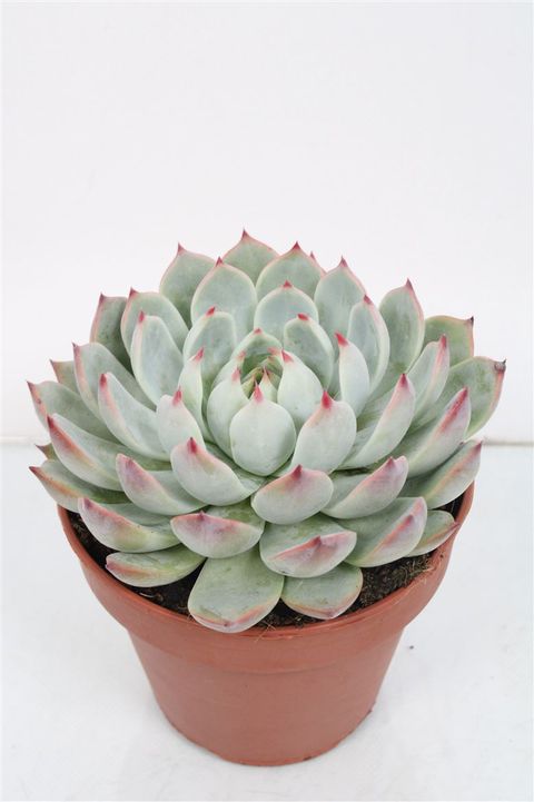 Echeveria chihuahuaensis
