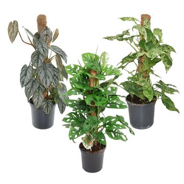 Houseplants MIX