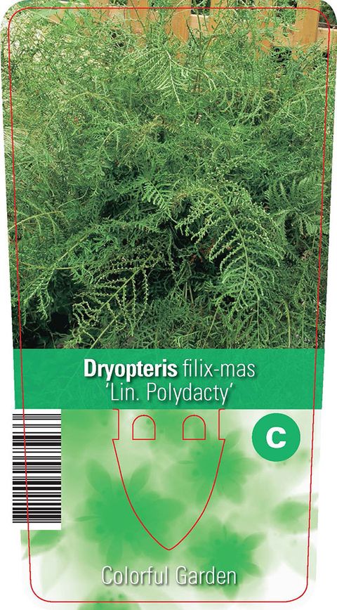 Dryopteris filix-mas 'Linearis Polydactyla'