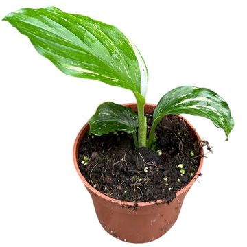 Kaempferia pulchra 'Marble Variegata'