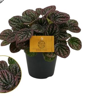Peperomia 'Lucinda'