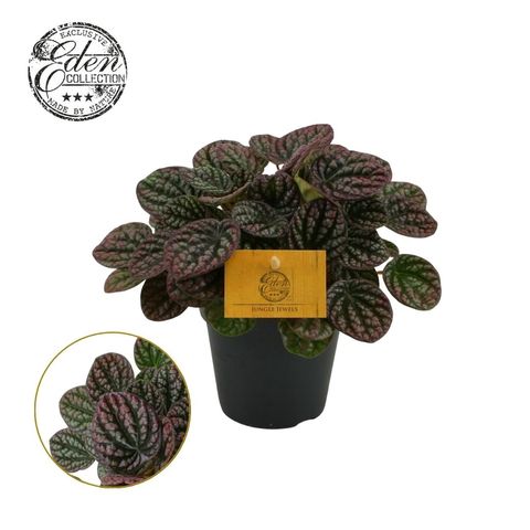 Peperomia 'Lucinda'
