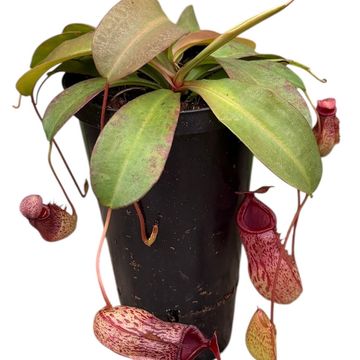 Nepenthes 'Sam'