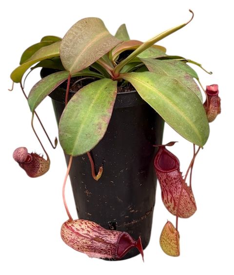 Nepenthes 'Sam'