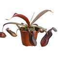 Nepenthes 'Rebecca Soper'