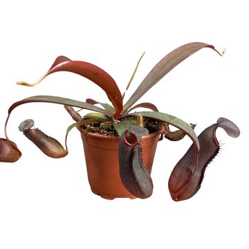 Nepenthes 'Rebecca Soper'