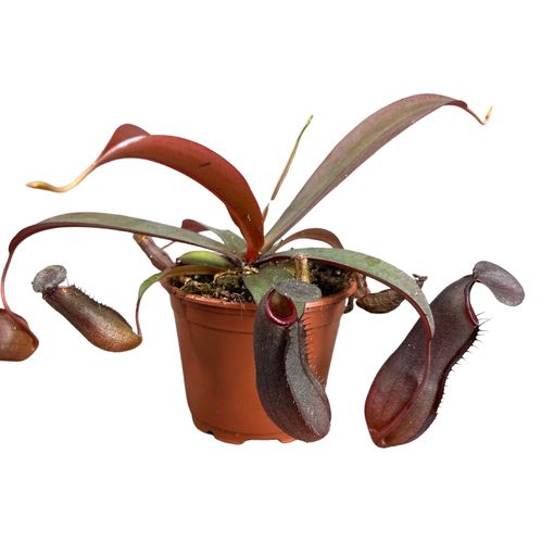 Nepenthes 'Rebecca Soper'